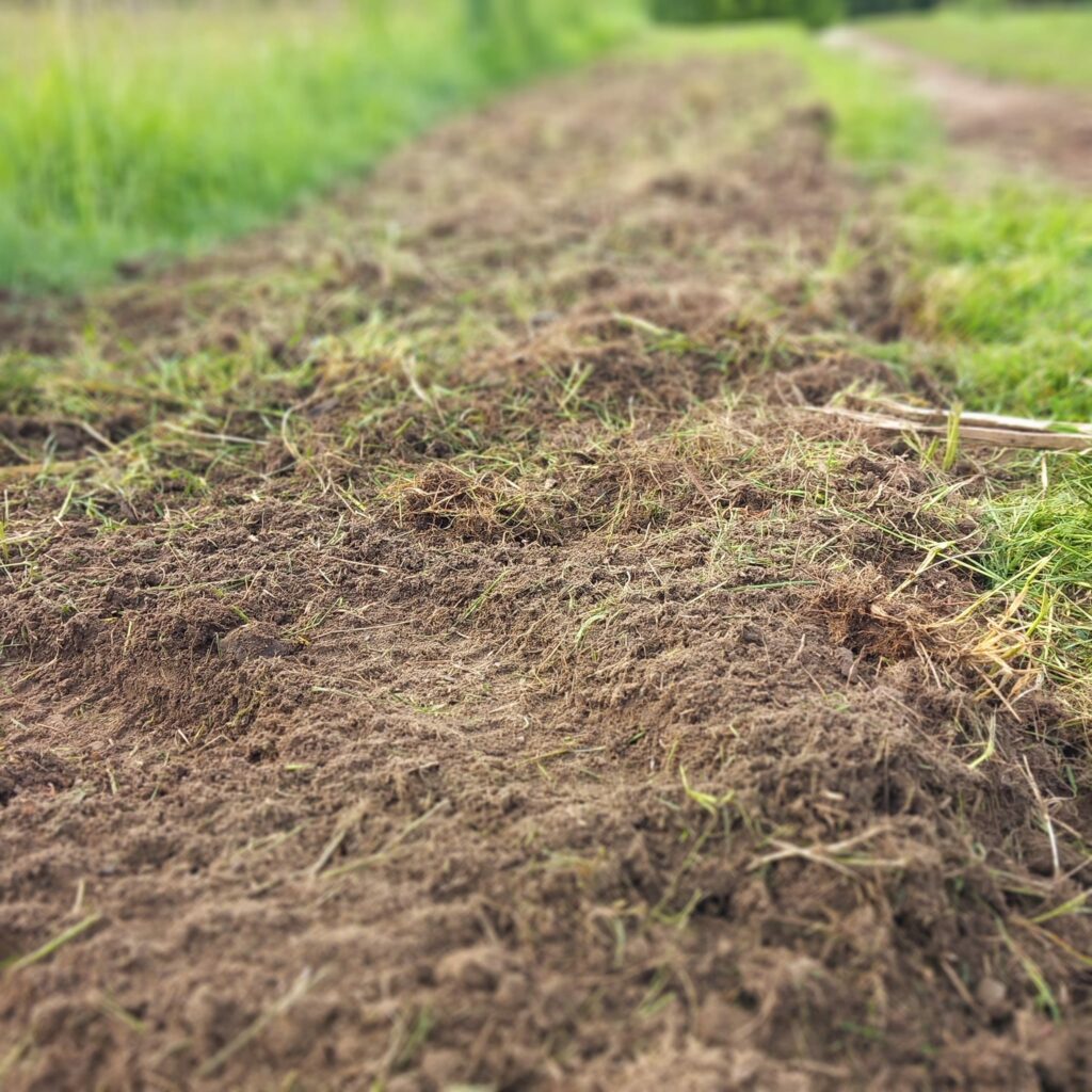 Blumenwiese Naturgut Lippenbauer