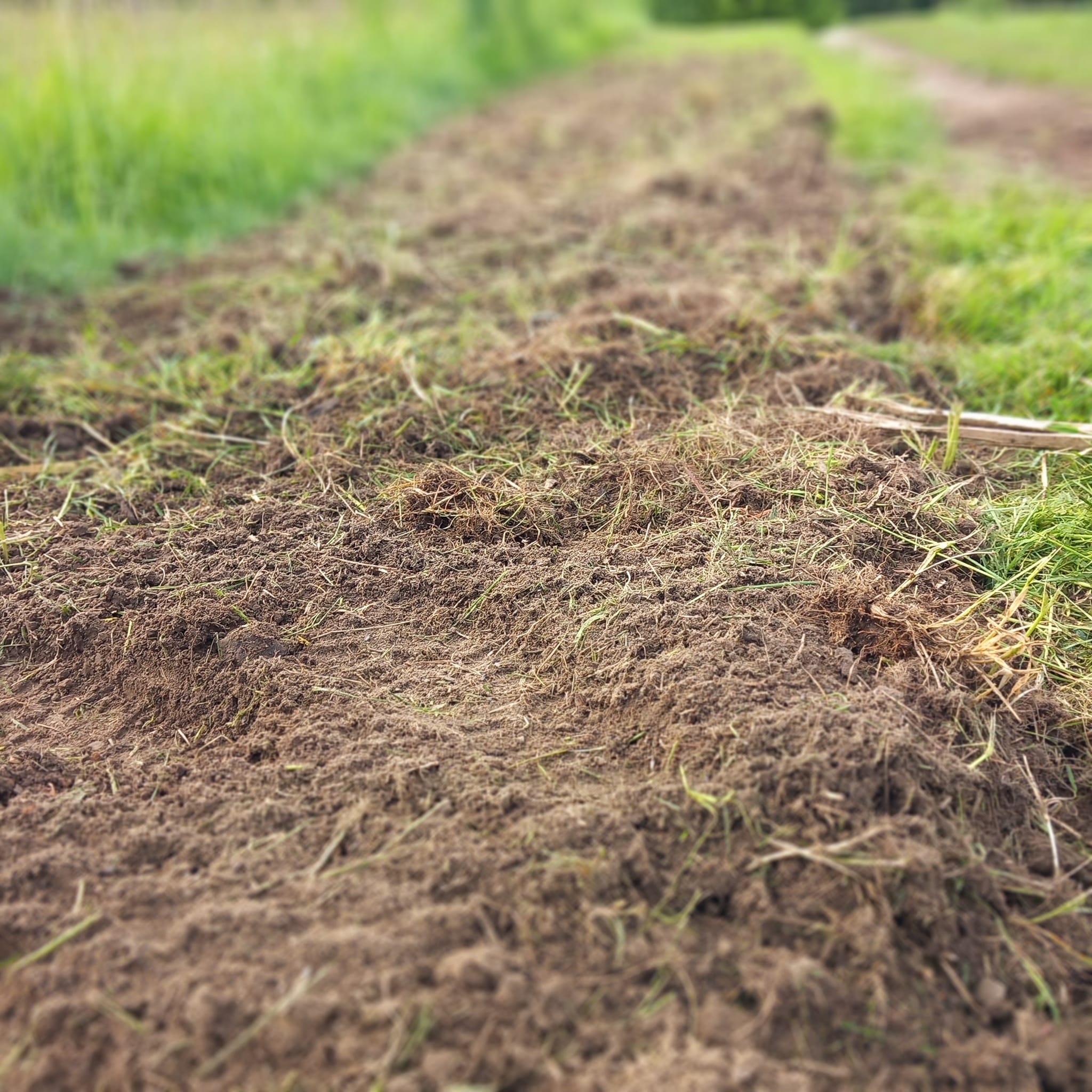 Read more about the article Blumenwiese